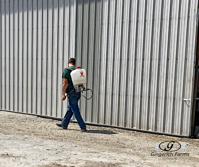 Spraying weed at Gingerich Farms