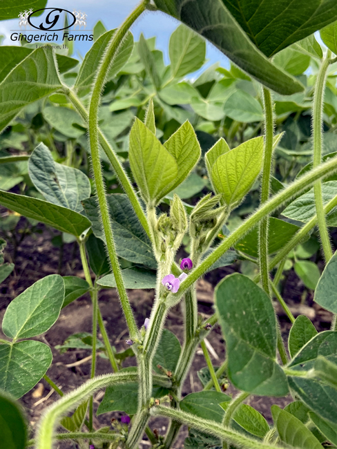 blooms on beans at Gingerich Farms