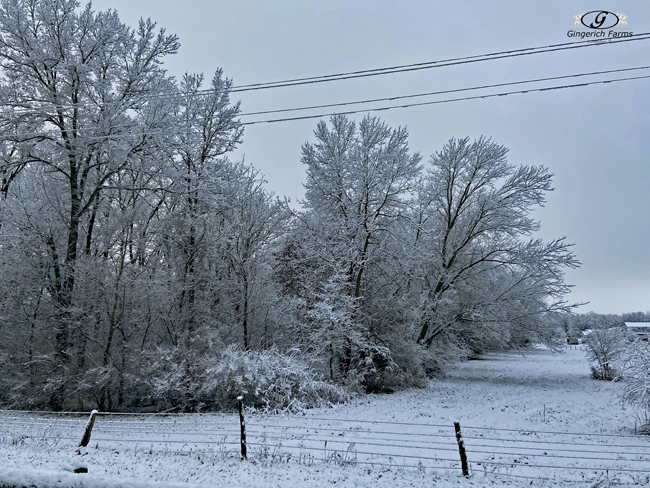 Trees - Gingerich Farms