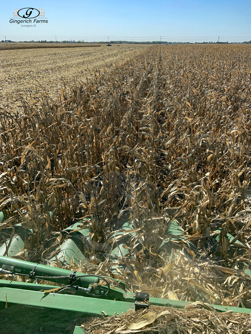 Corn Harvest-Gingerich Farms