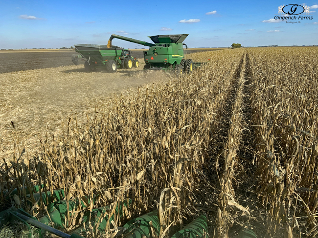 Corn Harvest - Gingerich Farms