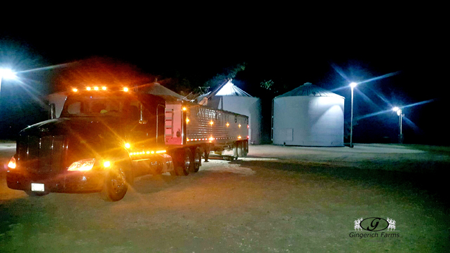 Unloading at bin - Gingerich Farms