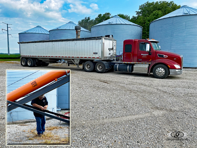 Loading beans - Gingerich Farms