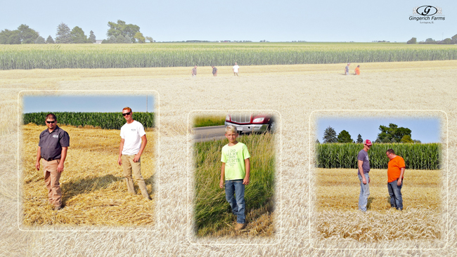 Looking at wheat - Gingerich Farms