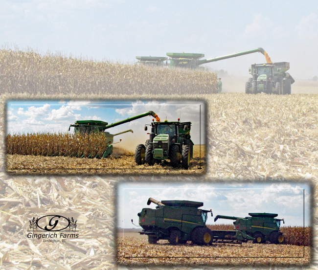 Corn Harvest at Gingerich Farms