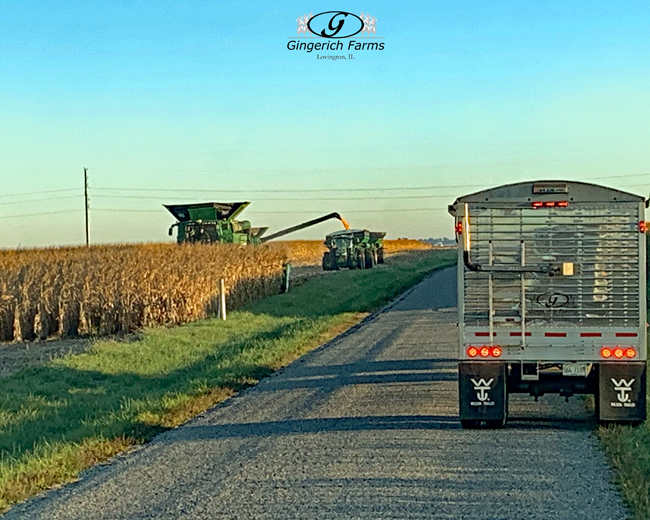 Corn harvest - Gingerich Farms