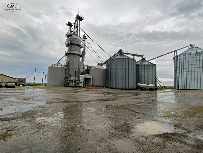 Rainy at GC -Gingerich Farms