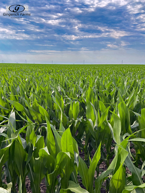 Sea of green - Gingerich Farms