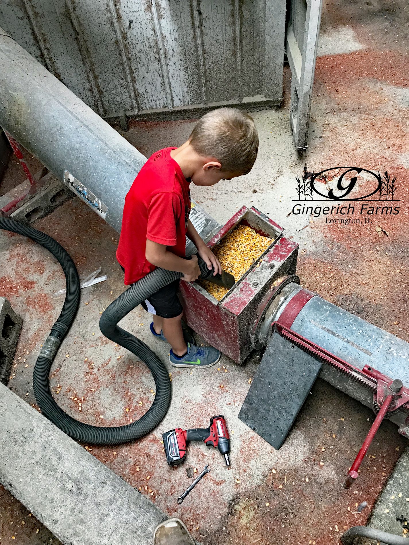 Spencer helping at Gingerich Farms