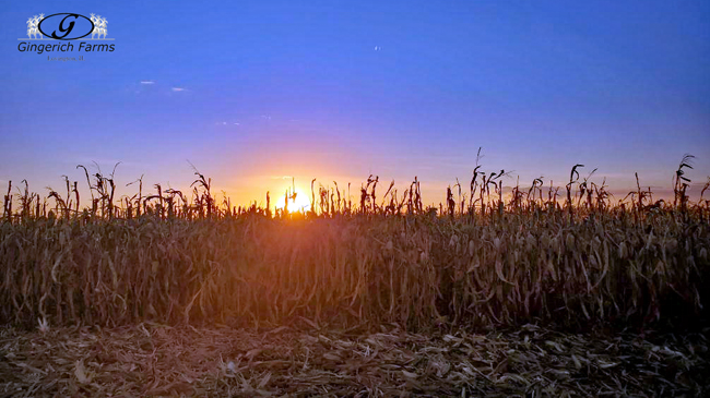 Sunset - Gingerich Farms