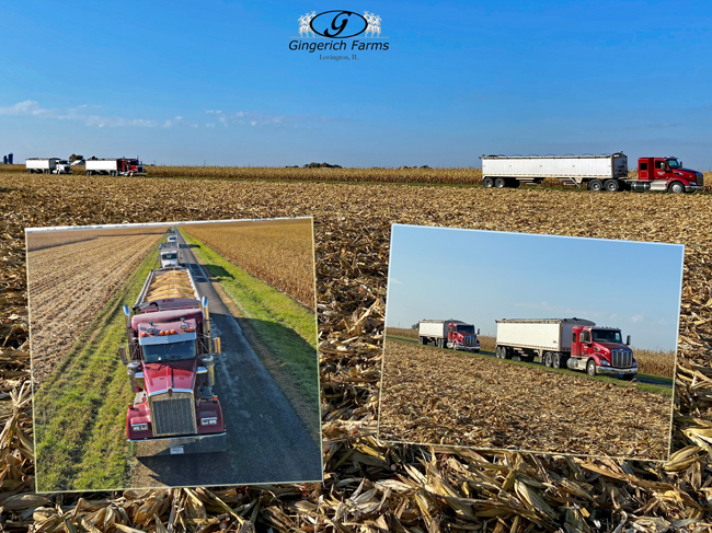 Trucks lined up - Gingerich Farms