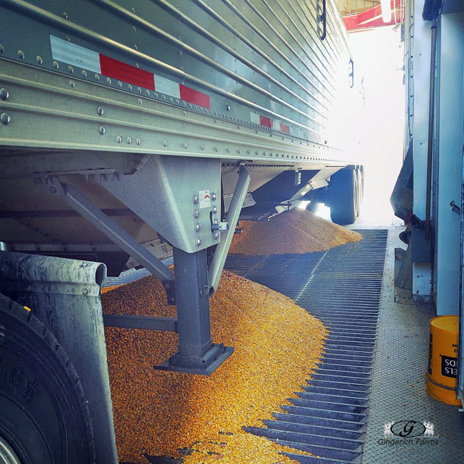 Unloading at GC - Gingerich Farms