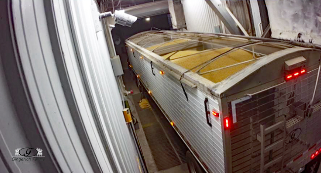 Unloading beans at GC - Gingerich Farms