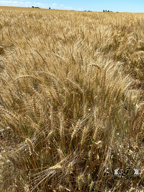 Wheat field - Gingerich Farms