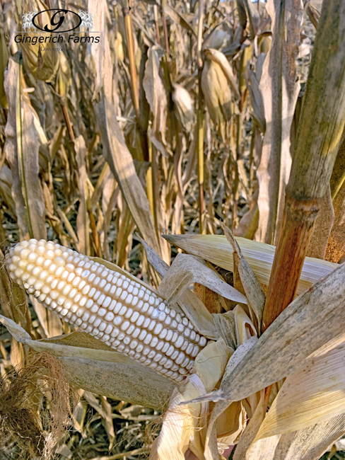 White corn - Gingerich Farms