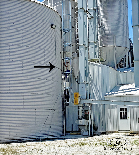 Checking grain in bin at Gingerich Farms