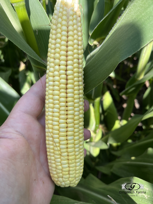 Ear of corn - Gingerich Farms