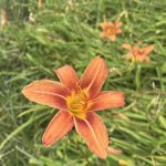 June 23, 2026 Farm update